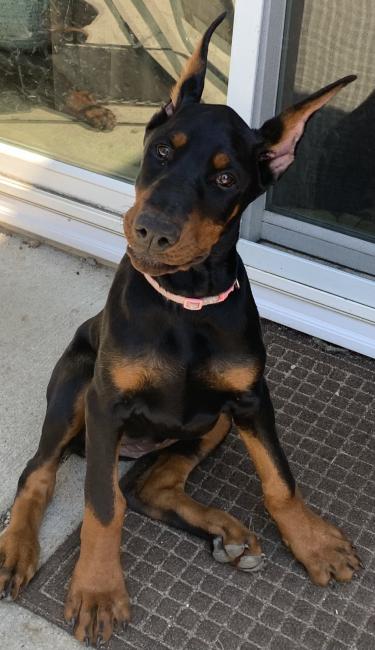 Doberman puppy sales ears cropped