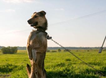 Breaking the Chains: Celebrating National Unchain a Dog Month