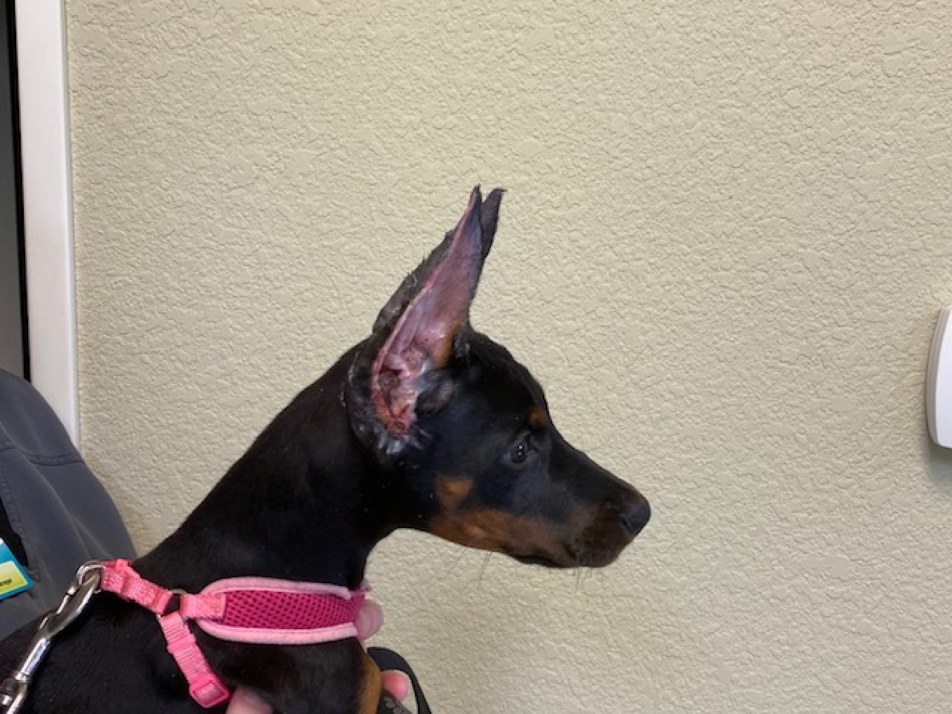 Doberman right side view Ear Cropping