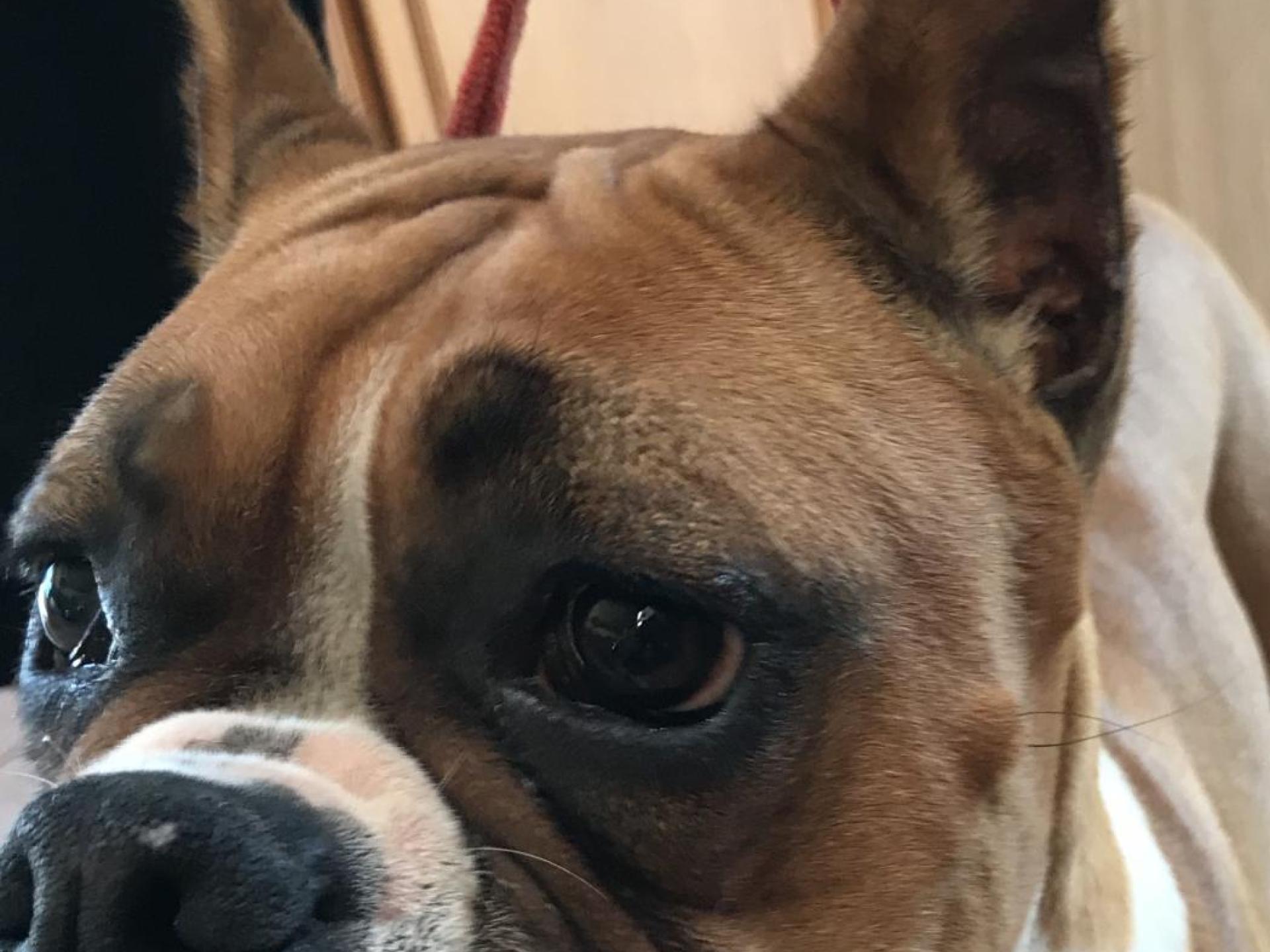 Boxer ear crop