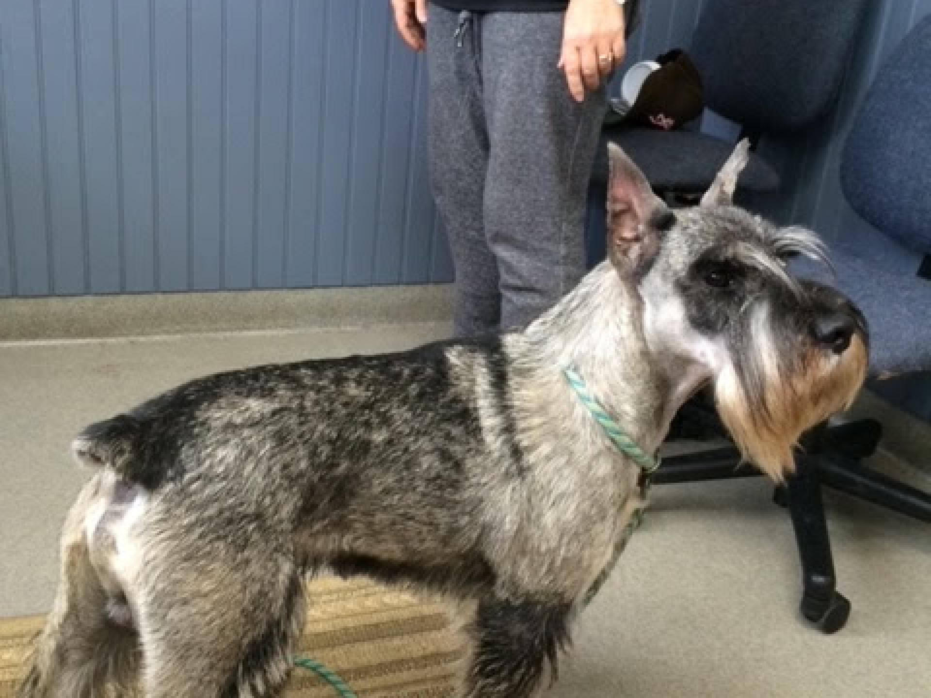 Schnauzer ear cropping side view