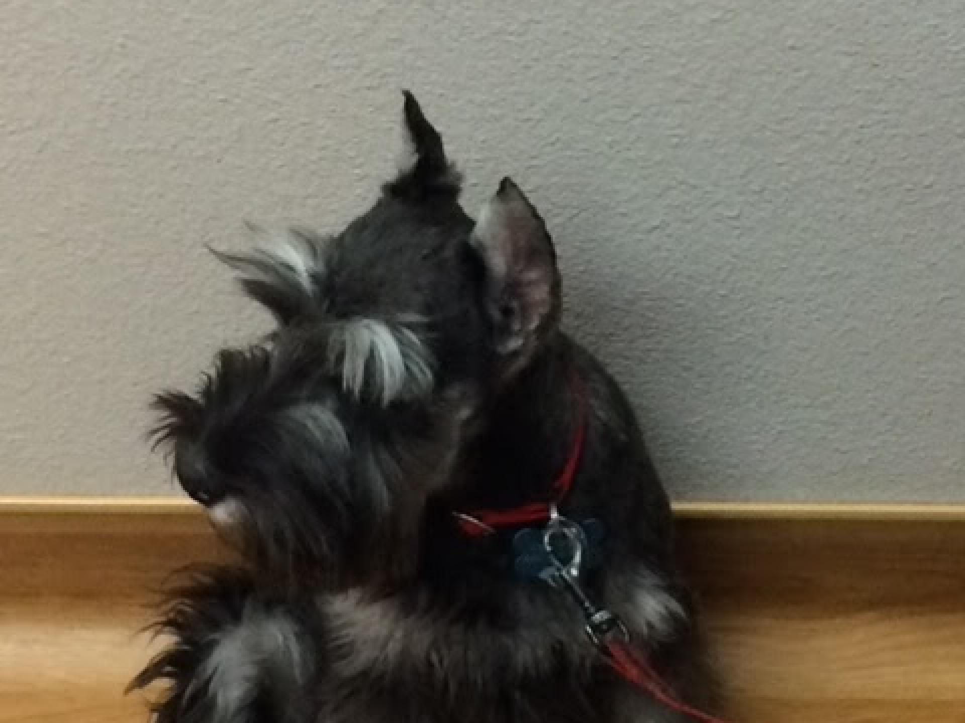 Schnauzer ear cropping